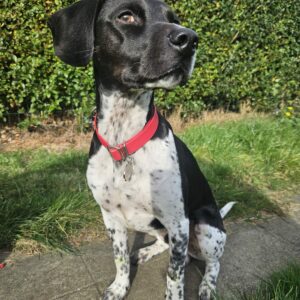 Collier 25 mm – robuste, étanche et durable